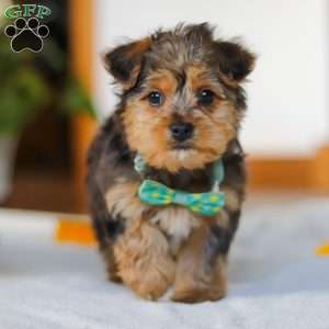Dallas, Yorkie Poo Puppy